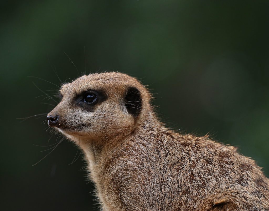 lemur close-up photography